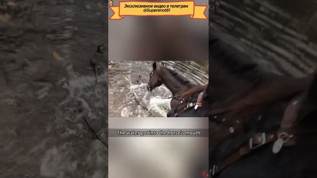 Приколы с лошадьми