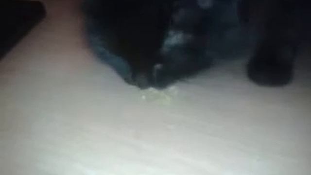 Кошка ест салат из капусты