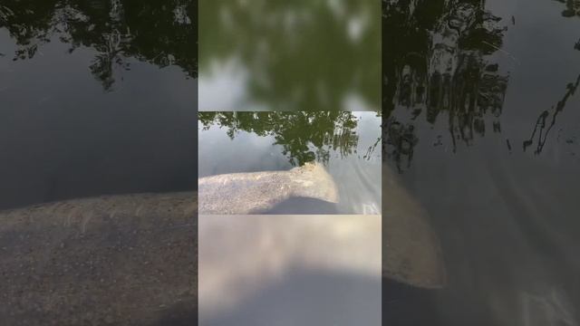 Manatee Mom And Her Calf/海牛妈妈和她的小牛