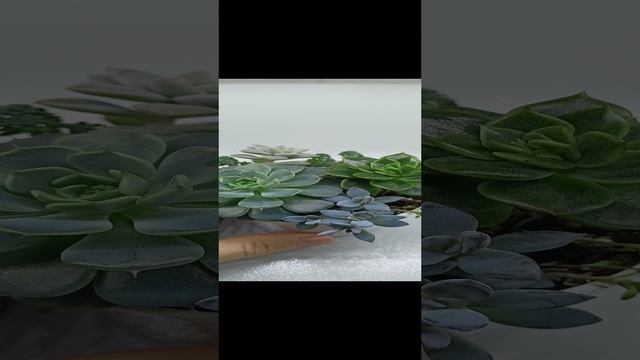 1000147546.mp4