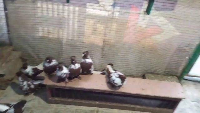 Ч.2.В гостях у Сидельцева А.Г.
Донецкие голуби.