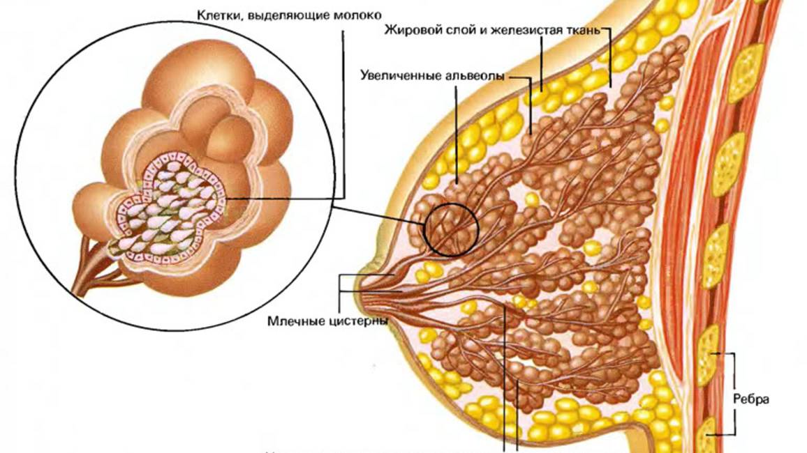 ПРОФЕССОР КИЖАЕВ Е.В. ГОРМОНАЛЬНАЯ РЕГУЛЯЦИЯ МАММОГЕНЕЗА.