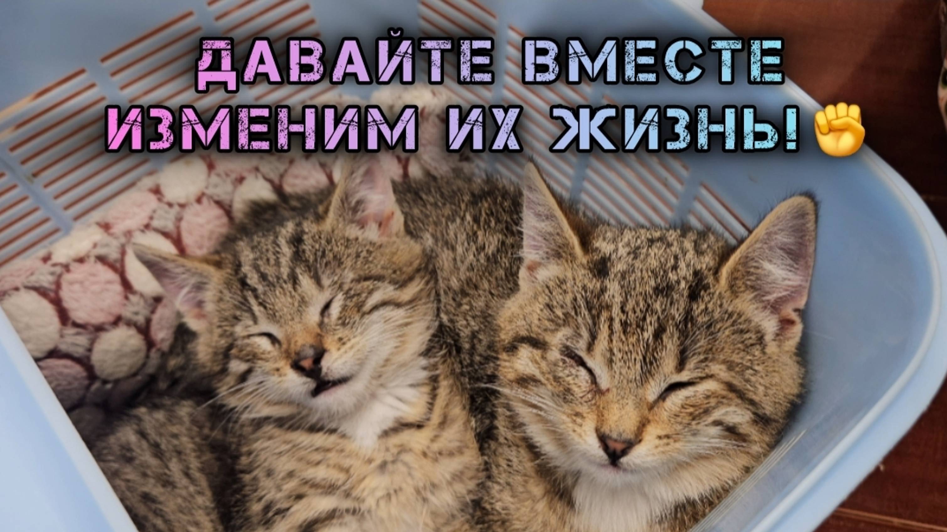 Если 77-летняя женщина может спасти две жизни, то остальные могут и подавно!