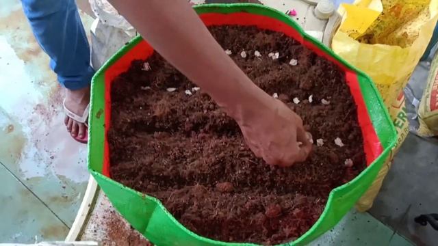 చుక్క కూర ఇంట్లో పెంచడం ఎంత easy తెలుసా  | Grow Chukkakura from seeds || Seedbasket