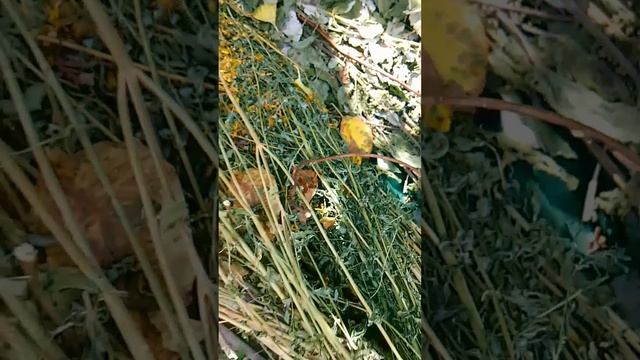 🔥Что необходимо знать при заготовке зверобоя?! 🌱Как на Руси до середины XVII века собирали травы?