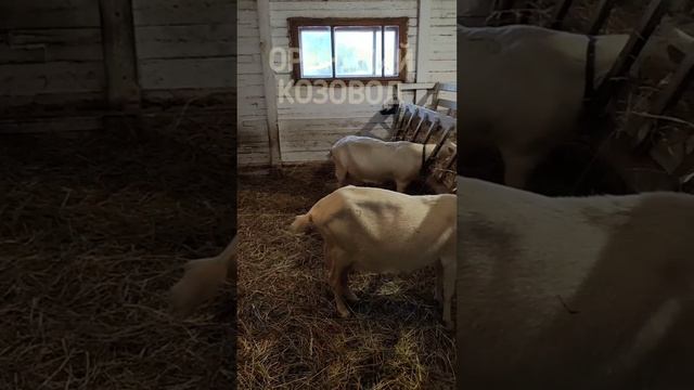 Оранский козовод представляет: сколько длины кормушки нужно козе для комфортного поедания сена?