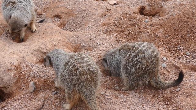 9655780-hd_1920_1080_25fps