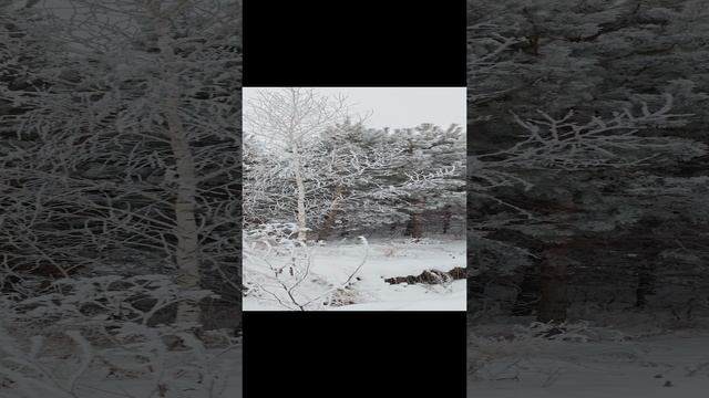 Омск. Зима. Сибирь