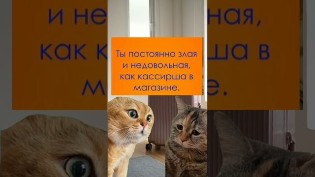 Котики которые в тренде.#юмор #смешныеистории #смешныекотики #мемы