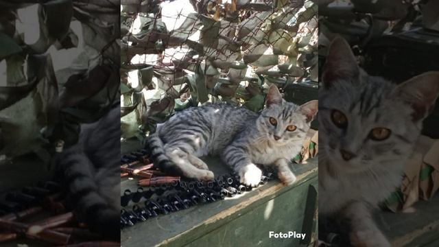 Фронтовые  коты...