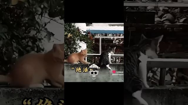 1000119047.mp4