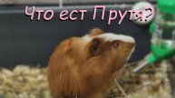Что ест морская свинка по имени Прутя?