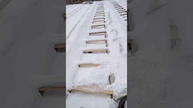 Укрытие маточников клубники. 08.12.2024