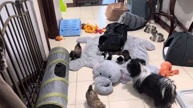 Cinnamon Pups Climbing Out of Sherpa Bag