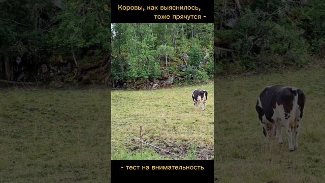 Тест на внимательность