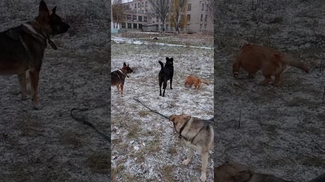 Их нашла добрая женщина на мусорке, малышей просто выкинули! Щенкам примерно 5 месяцев, их откормили