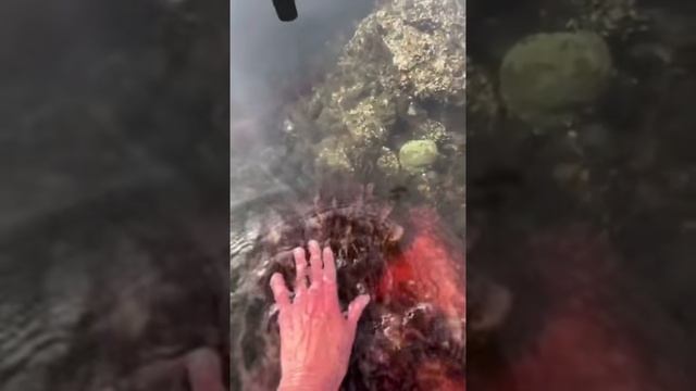 Осьминогий