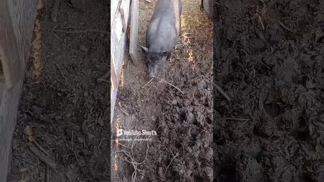 Хрюндель принёс поиграть ветку