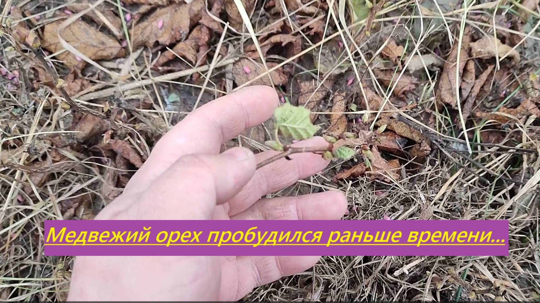 Особенности роста южного медвежьего ореха в средней полосе (Татарстан)