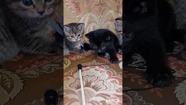 1000171231.mp4