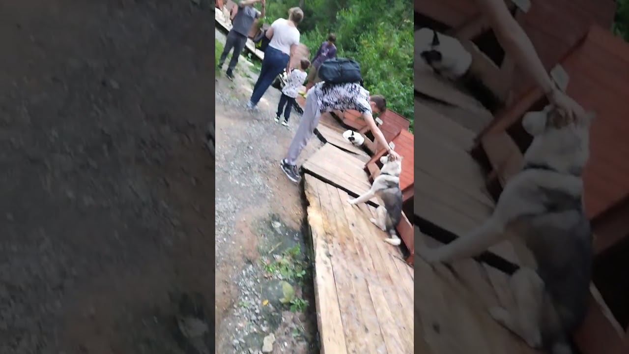 ОЧЕНЬ МНОГО СОБАК ХАСКИ. ОСТИН ШЭПОРТ.