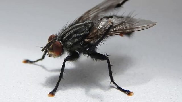 Муха | Sarcophaga carnaria