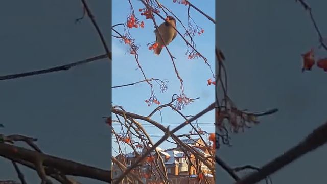 Прилетели свиристели