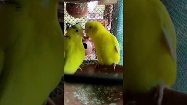 Love Birds Mating Budgies Mating l Budgies singing l Love birds sound:::