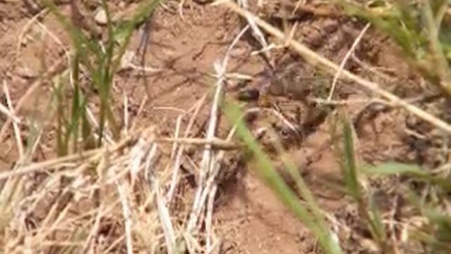 sand digger wasp