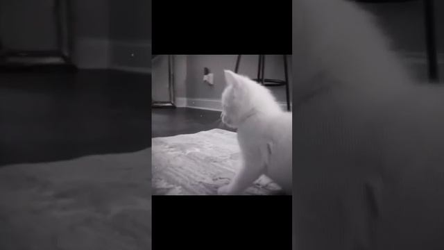 El Gato