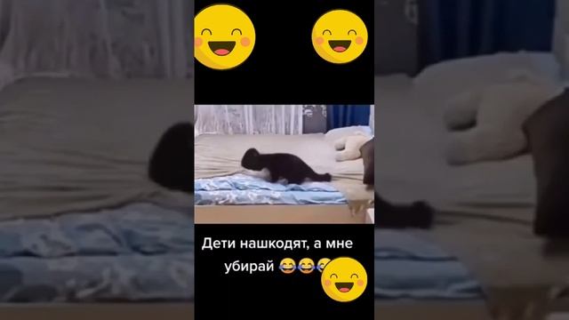 Это лучшая порода кошек для дома