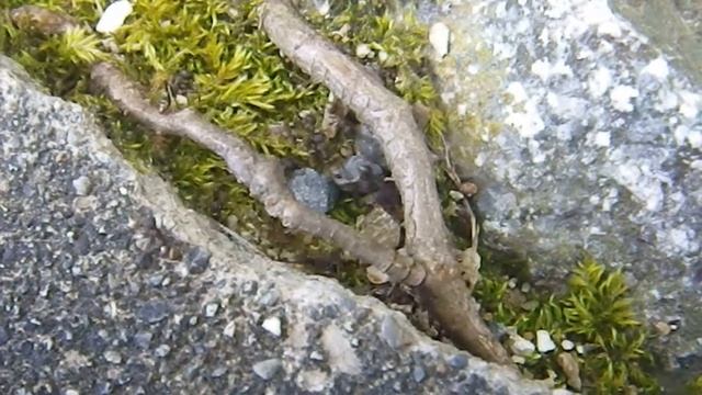 サムライアリの奴隷狩り　 清水寺境内にて