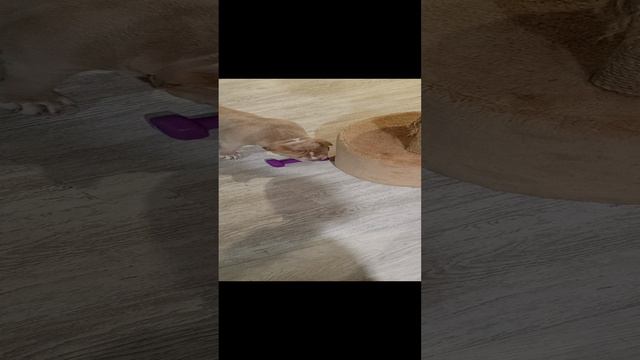 Наша Пеппи (Бублик) 3 месяца