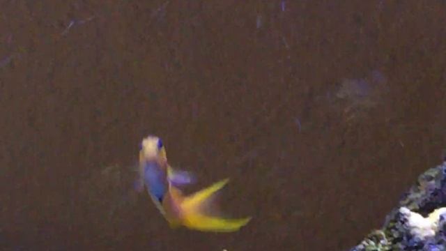 Acquario marino, la bavosa d'oro , ecsenius midas alias midas blenny.
