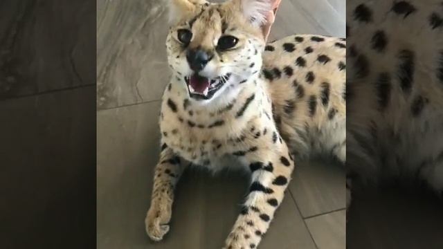 Большая Киса
