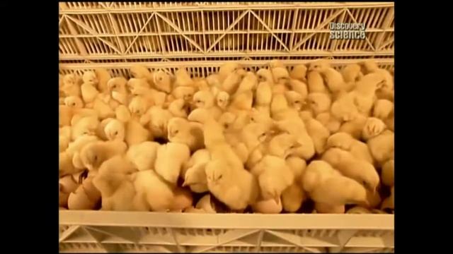 Как это сделано   Цыплята