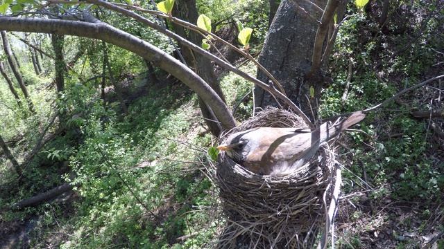 Рябинник 170502 6 gp5 170505 4 4k Сидит, порывы ветра