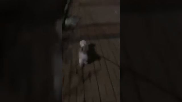 LOVELYZ Jisoo on a walk with her dogs Wooju and Rocked part 1