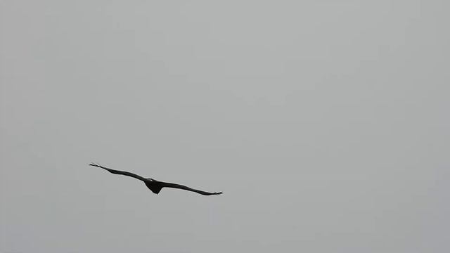 Lesser spotted eagle in flight: 25-05-2020 by DzVincheuski