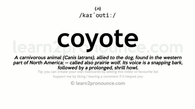 Pronunciation of Coyote | Definition of Coyote