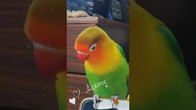 Snapchat-2138678248.mp4