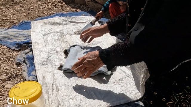 :**"Unsung Heroes: The Journey of Nomadic Women to Find the Lost Sheep"**