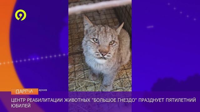 Давеча | 09.12.2024 | Юбилей Большого гнезда
