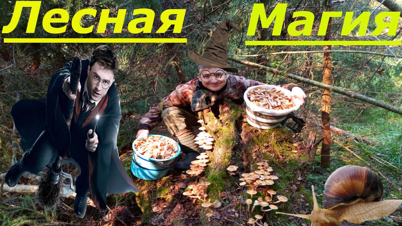 Пересмотрел Гарри Потного и Пошел за Грибами #опята #породия