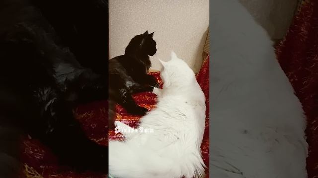 #cat #kittan #catlover #kittin #kitten #beautifulkitti #kitte #kitti.mp4