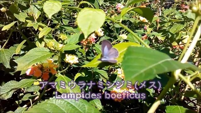 薩摩半島最南端の秋のチョウ②2020年10月24∼25日 Autumn butterflies at the southern tip of the Satsuma Peninsula in Oct