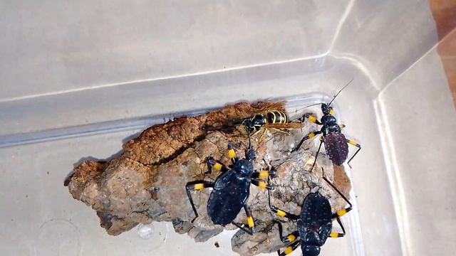 Что будет, если клопы хищнецы увидят осу? (Assassins bugs vs Wasp).