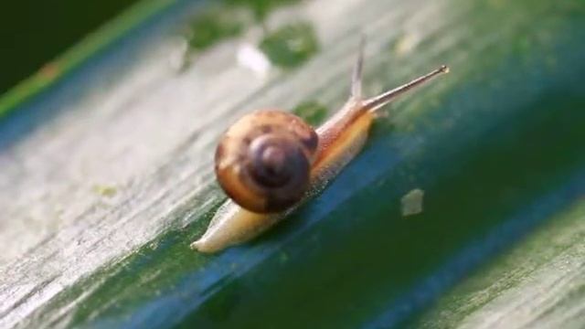 カタツムリの散歩
