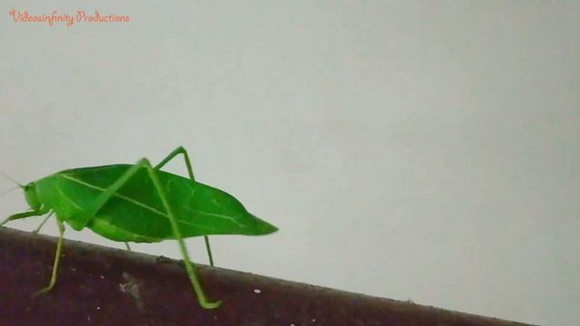 What is a Leaf Insect ?