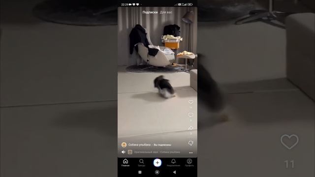 КАКИЕ ЕСТЬ ТАКИЕ И КОТЫ. #прикол #сказка #юмор #приколы #животные